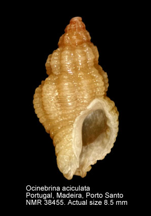 Ocinebrina aciculata (9).jpg - Ocinebrina aciculata(Lamarck,1822)